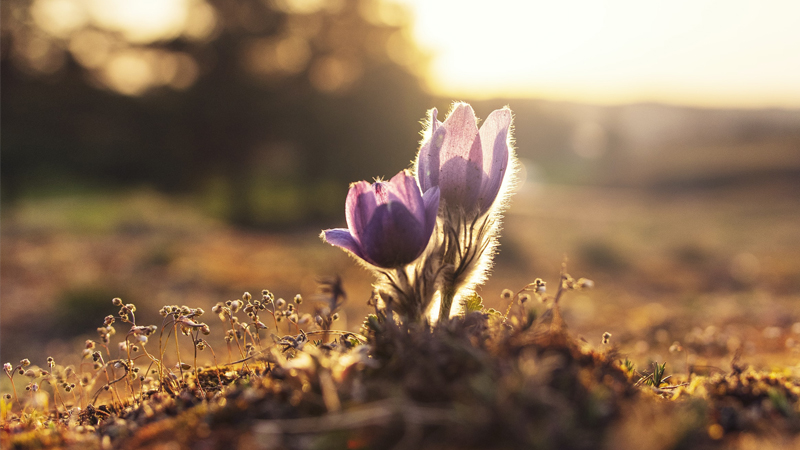 あえかに咲く野の紫の花