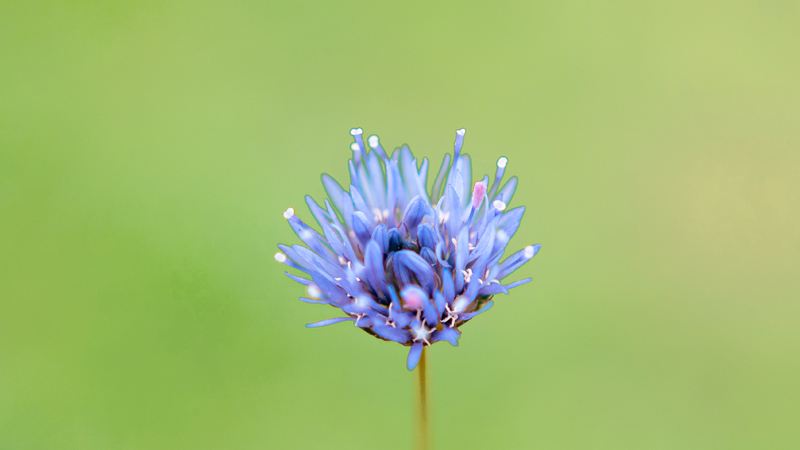 一輪の青い花