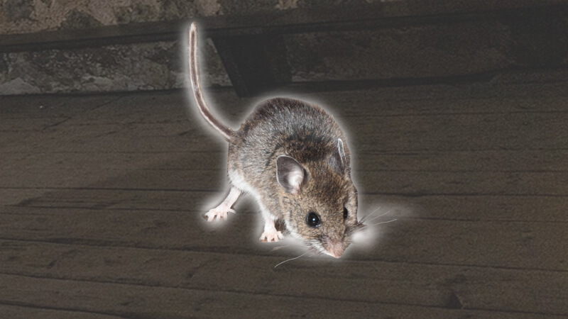 部屋にやってきた野ネズミのお母さん