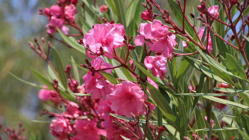 夾竹桃の花