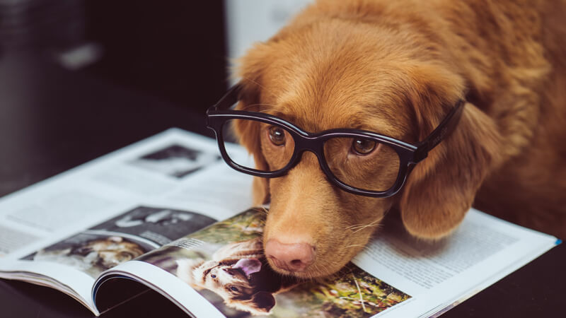 読書好きの犬