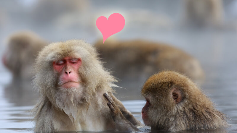 温泉を楽しむ猿
