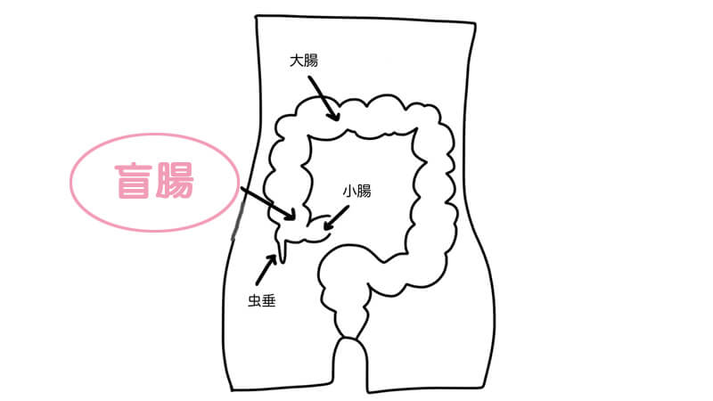 盲腸の位置
